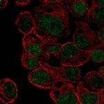 HLF Polyclonal Antibody