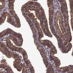 IFRD2 Antibody in Immunohistochemistry (IHC)