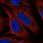 MREG Polyclonal Antibody