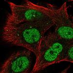 RRAGD Polyclonal Antibody