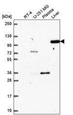 Argonaute 4 Antibody in Western Blot (WB)