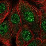 CPSF1 Antibody in Immunocytochemistry (ICC/IF)
