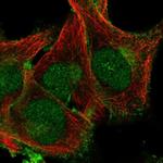 PLSCR1 Polyclonal Antibody