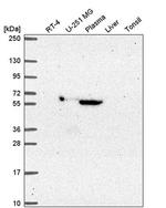 MTF2 Antibody in Western Blot (WB)