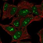CNTNAP5 Polyclonal Antibody
