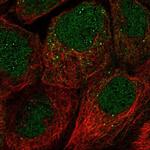 FAM110A Polyclonal Antibody