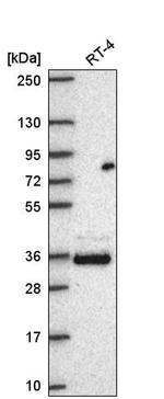 FAM110A Antibody in Western Blot (WB)