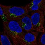 C4orf32 Polyclonal Antibody