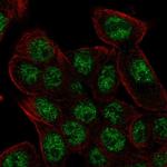 REV3L Polyclonal Antibody