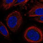 LEPROT Polyclonal Antibody