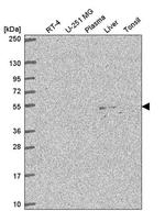 C3orf67 Antibody in Western Blot (WB)