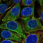 REEP5 Polyclonal Antibody