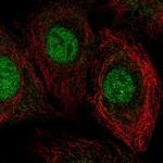 THAP8 Polyclonal Antibody