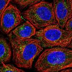 PSMG1 Polyclonal Antibody