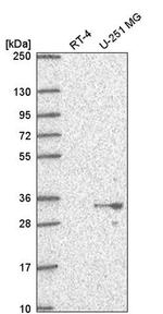 PSMG1 Antibody in Western Blot (WB)