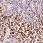PPAPDC3 Antibody in Immunohistochemistry (Paraffin) (IHC (P))