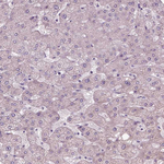 PPAPDC3 Antibody in Immunohistochemistry (Paraffin) (IHC (P))