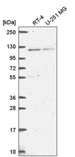 HERC4 Antibody in Western Blot (WB)