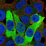 ISOC1 Polyclonal Antibody