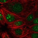 PRR19 Polyclonal Antibody