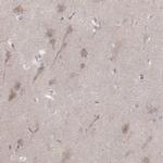 Kir3.3 (KCNJ9) Antibody in Immunohistochemistry (IHC)