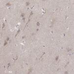 Kir3.3 (KCNJ9) Antibody in Immunohistochemistry (IHC)