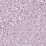 GPRIN1 Antibody in Immunohistochemistry (Paraffin) (IHC (P))
