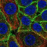 GPRIN1 Polyclonal Antibody