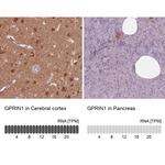 GPRIN1 Antibody