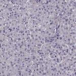 CCDC136 Antibody in Immunohistochemistry (Paraffin) (IHC (P))