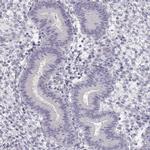 CCDC136 Antibody in Immunohistochemistry (IHC)