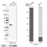 MCT1 Antibody in Western Blot (WB)