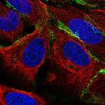 PCPTP1 Polyclonal Antibody