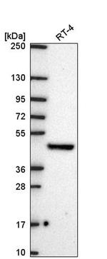 FICD Antibody in Western Blot (WB)