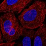 CEP19 Polyclonal Antibody