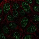 RTP4 Polyclonal Antibody