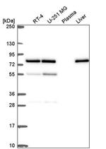 DPY19L2 Antibody in Western Blot (WB)