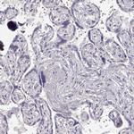 FAM205A Polyclonal Antibody