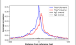 THAP1 Antibody in ChIP Assay (ChIP)