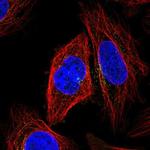 KLHL12 Polyclonal Antibody