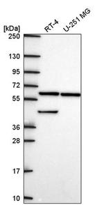 KLHL12 Antibody in Western Blot (WB)