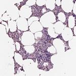 CD179b Antibody in Immunohistochemistry (IHC)