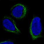 APOBEC3C Polyclonal Antibody