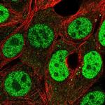 PMF1 Antibody in Immunocytochemistry (ICC/IF)
