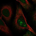 C8orf59 Antibody in Immunocytochemistry (ICC/IF)