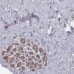 RPL31 Polyclonal Antibody