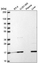 RPL31 Antibody in Western Blot (WB)