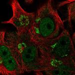 FAPP2 Antibody in Immunocytochemistry (ICC/IF)