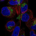 DIRC2 Polyclonal Antibody