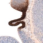 SLC16A2 Antibody in Immunohistochemistry (IHC)